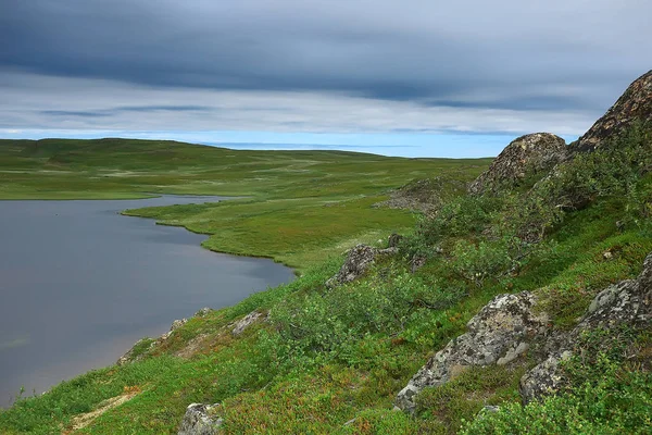 Csodálatos Nyári Tundra Táj Zöld Moha Ökoszisztéma — Stock Fotó