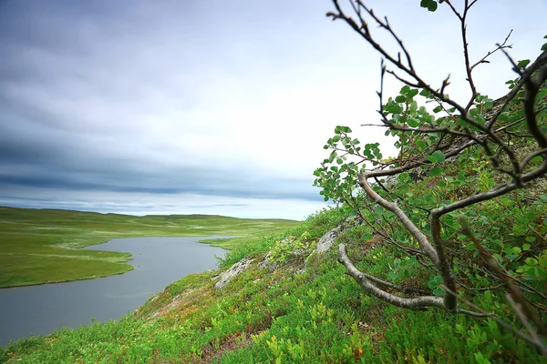 Incroyable Paysage Toundra Été Mousse Verte Écosystème — Photo