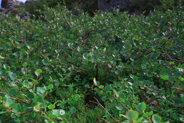 Incroyable Paysage Toundra Été Mousse Verte Écosystème — Photo