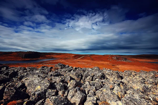 Csodálatos Nyári Tundra Táj Zöld Moha Ökoszisztéma — Stock Fotó