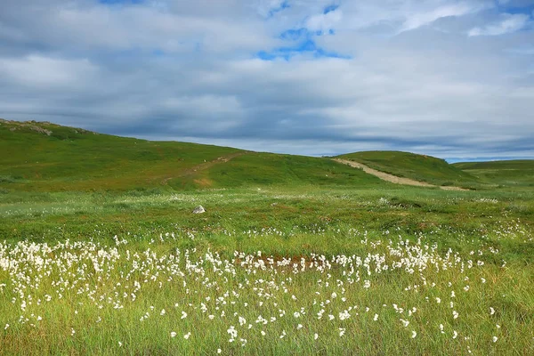 Incroyable Paysage Toundra Été Mousse Verte Écosystème — Photo