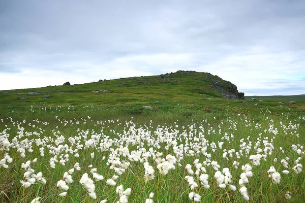 Incroyable Paysage Toundra Été Mousse Verte Écosystème — Photo