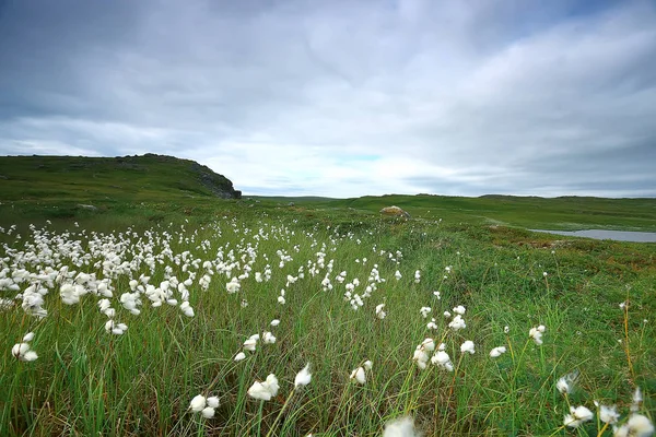 Incroyable Paysage Toundra Été Mousse Verte Écosystème — Photo