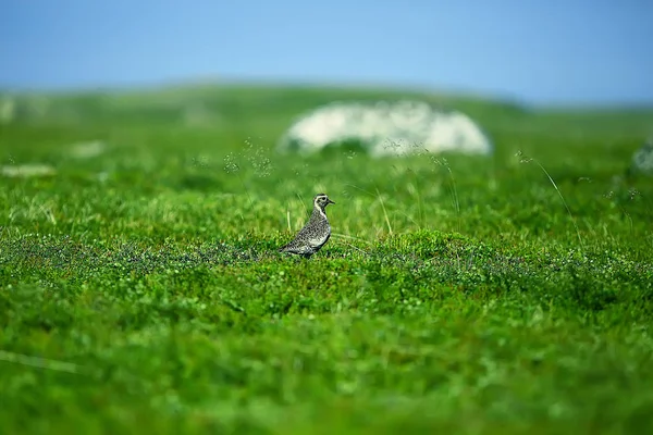 Goudplevier Vogel Het Gazon Noordse Natuur Wild Landschap — Stockfoto