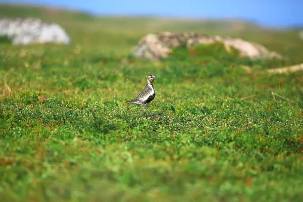 Golden Plover Bird Lawn Nordic Nature Wildlife Landscape — Stock Photo, Image