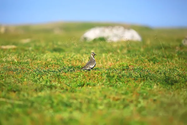 Pájaro Chorlito Dorado Césped Naturaleza Nórdica Paisaje Vida Silvestre — Foto de Stock