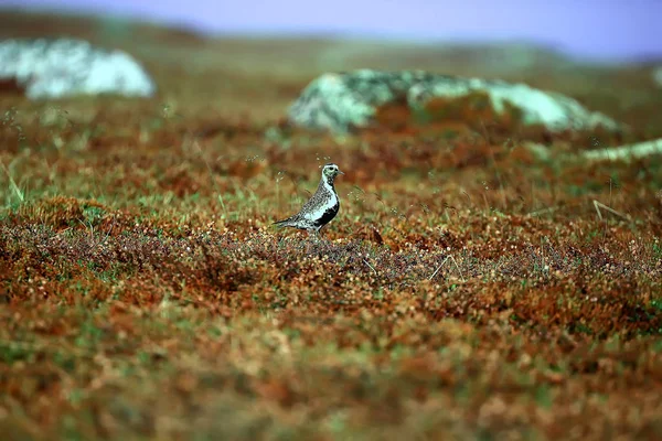 Pluvier Doré Oiseau Sur Pelouse Nature Nordique Paysage Faunique — Photo