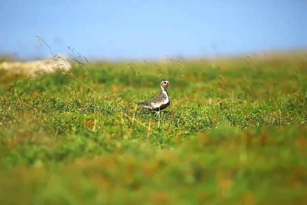 Ptak Siewka Złotawa Trawnik Nordyckiego Krajobrazu Krajobraz Przyrody — Zdjęcie stockowe