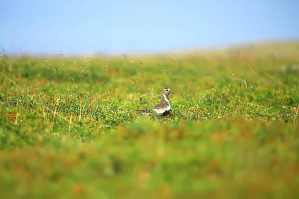 Asombroso Paisaje Tundra Verano Musgo Verde Ecosistema — Foto de Stock