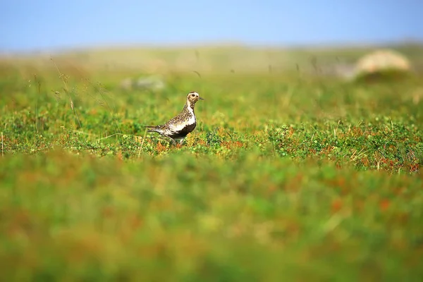 Pássaro Plover Dourado Gramado Natureza Nórdica Paisagem Vida Selvagem — Fotografia de Stock