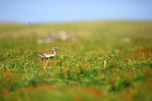 Golden Plover Bird Lawn Nordic Nature Wildlife Landscape — Stock Photo, Image