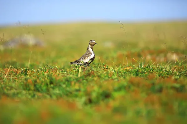 golden plover bird on lawn, Nordic nature, wildlife landscape