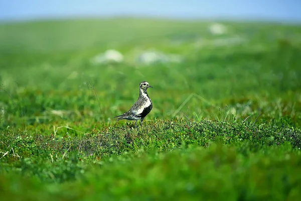 golden plover bird on lawn, Nordic nature, wildlife landscape