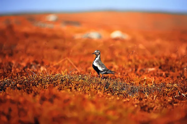 Incroyable Paysage Toundra Été Mousse Verte Écosystème — Photo