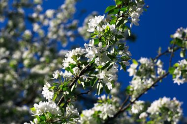 elma ağacı çiçeği, bahar arka plan 