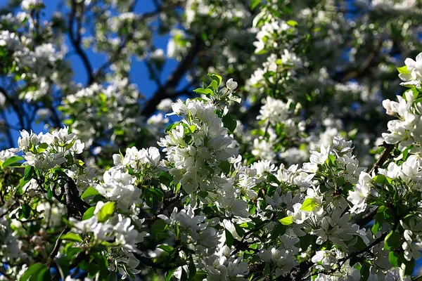 Fleur Pommier Fond Printemps — Photo