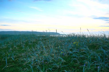 muhteşem yaz tundra manzara, yeşil yosun, ekosistem