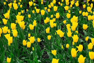 Doğa arka plan sarı bahar çiçekleri ile 