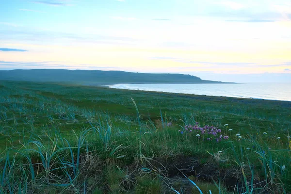 Incroyable Paysage Toundra Été Mousse Verte Écosystème — Photo