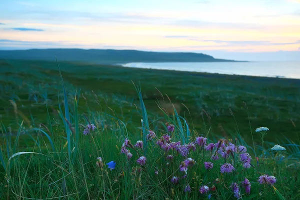 Incroyable Paysage Toundra Été Mousse Verte Écosystème — Photo