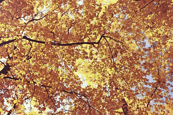 Sonbahar Manzara Sarı Sonbahar Park Parlak Turuncu Orman Ağaçları — Stok fotoğraf