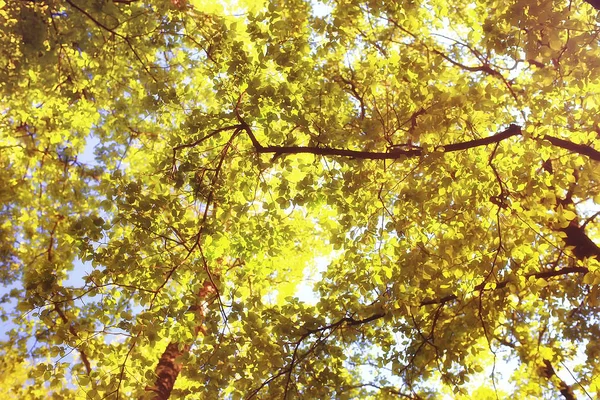Őszi Táj Őszi Parkban Fényes Narancssárga Erdei Fák Sárga — Stock Fotó