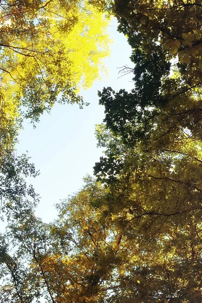 Outono Paisagem Árvores Amarelas Parque Outono Floresta Laranja Brilhante — Fotografia de Stock