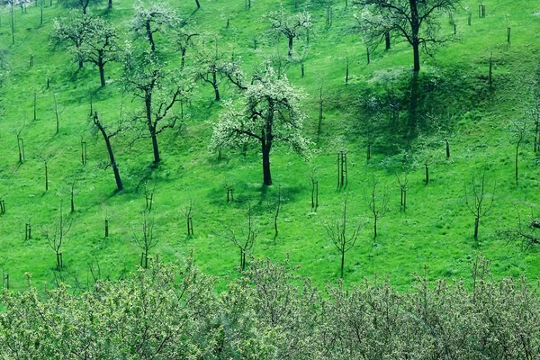 Nádhernou Krajinu Vinic Zeleně Jaře — Stock fotografie