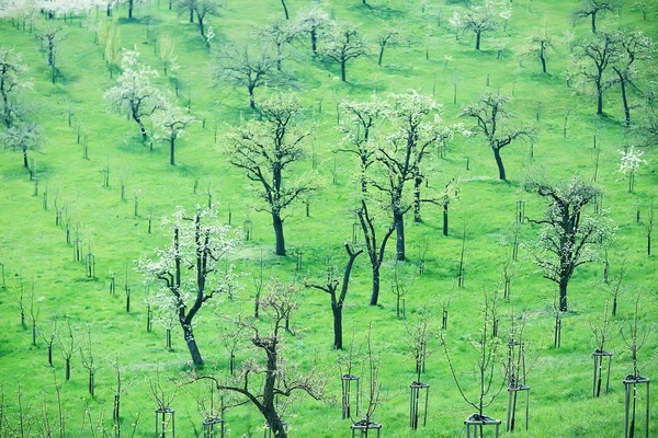Erstaunliche Landschaft Mit Weinberggrün Frühling — Stockfoto