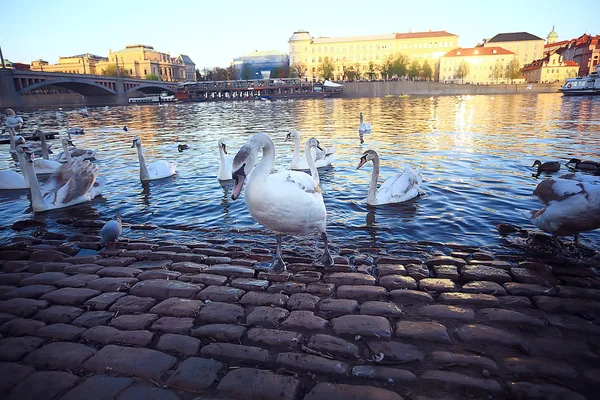 Vita Svanar Prag Flodstranden Charles Bridge Tjeckien — Stockfoto