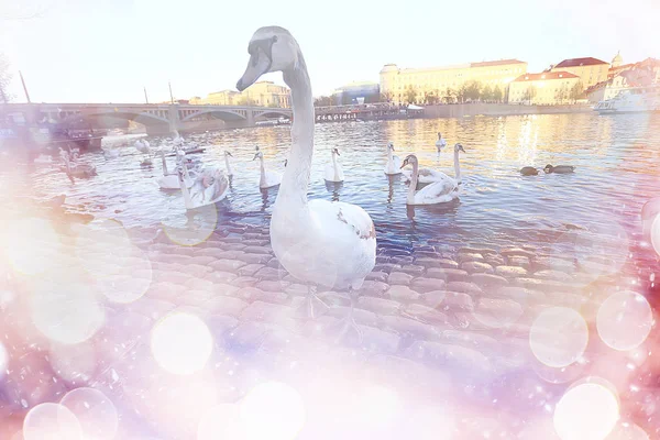 White Swans Prague River Bank Charles Bridge Czech Republic — Stock Photo, Image