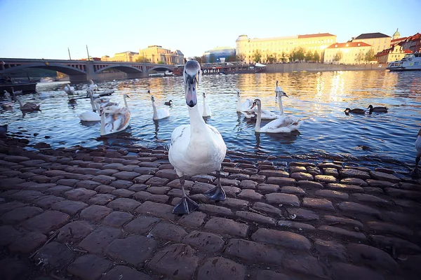 Vita Svanar Prag Flodstranden Charles Bridge Tjeckien — Stockfoto