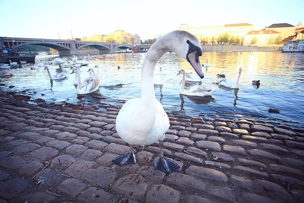 Vit Svan Prag Flodstranden Charles Bridge Tjeckien — Stockfoto