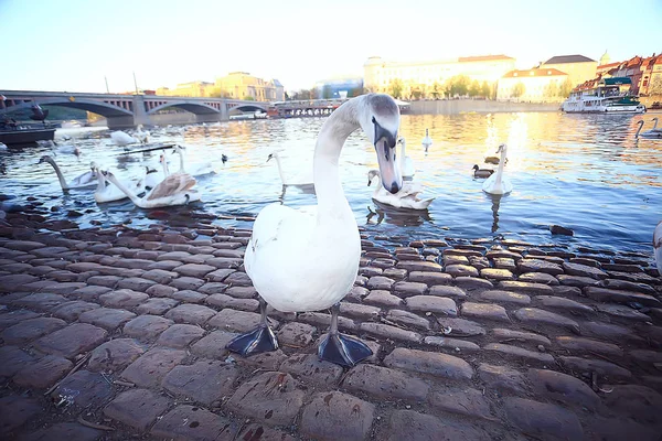 Белый Лебедь Праге Берегу Реки Карлов Мост Чехия — стоковое фото