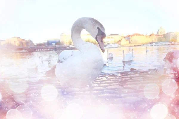 Cisne Branco Praga Margem Rio Charles Bridge República Checa — Fotografia de Stock