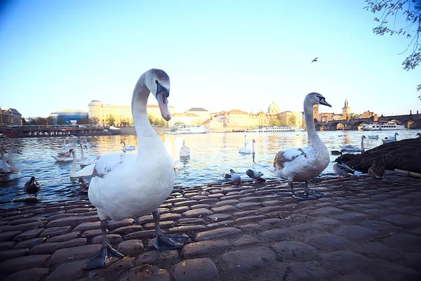 White Swans Prague River Bank Charles Bridge Czech Republic — стоковое фото