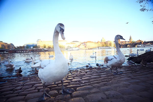 White Swans Prague River Bank Charles Bridge Czech Republic — стоковое фото