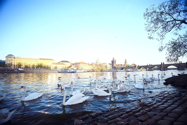 Vita Svanar Prag Flodstranden Charles Bridge Tjeckien — Stockfoto