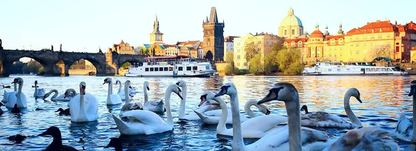 Vita Svanar Prag Flodstranden Charles Bridge Tjeckien — Stockfoto