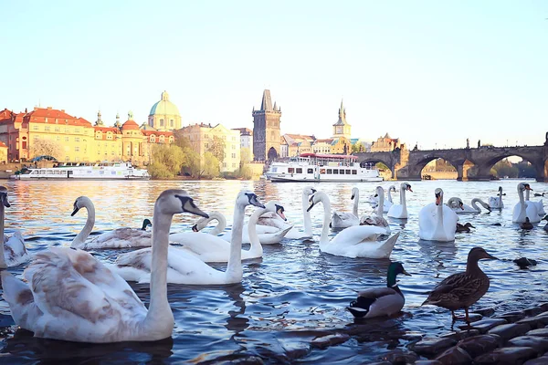 Білими Лебедями Празі Березі Річки Карлового Мосту Чеська Республіка — стокове фото