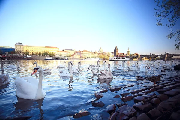 Vita Svanar Prag Flodstranden Charles Bridge Tjeckien — Stockfoto