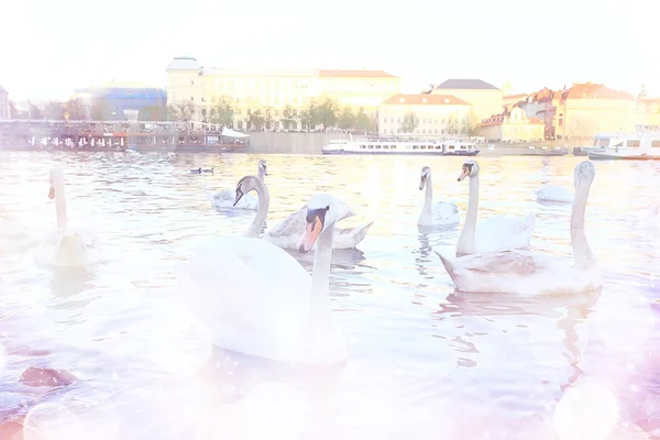 Cisnes Brancos Praga Margem Rio Charles Bridge República Checa — Fotografia de Stock