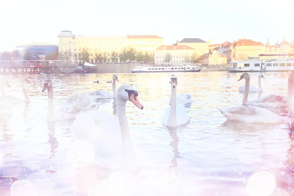 Cisnes Brancos Praga Margem Rio Charles Bridge República Checa — Fotografia de Stock