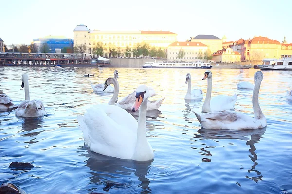 white swans in Prague on river bank , Charles Bridge, Czech Republic