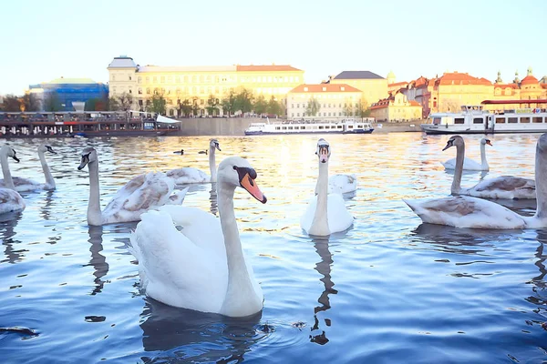 Cigni Bianchi Praga Sulla Riva Del Fiume Ponte Carlo Repubblica — Foto Stock