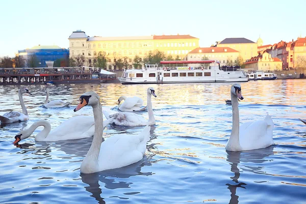 White Swans Prague River Bank Charles Bridge Czech Republic — стоковое фото