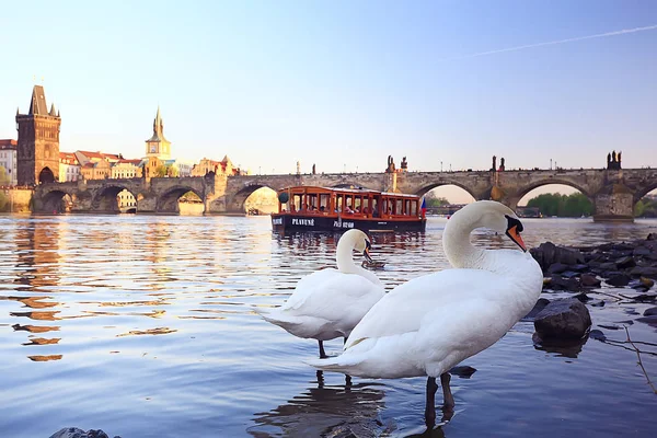 Vita Svanar Prag Flodstranden Charles Bridge Tjeckien — Stockfoto