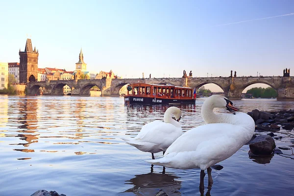 Vita Svanar Prag Flodstranden Charles Bridge Tjeckien — Stockfoto