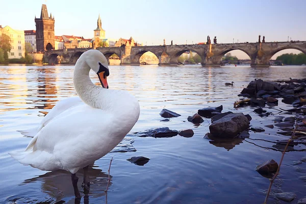 Vit Svan Prag Flodstranden Charles Bridge Tjeckien — Stockfoto