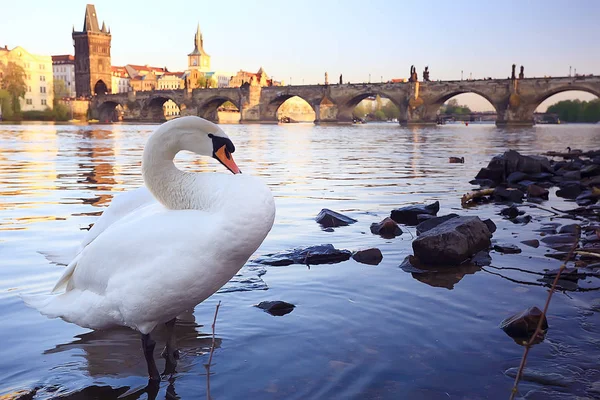 Vit Svan Prag Flodstranden Charles Bridge Tjeckien — Stockfoto